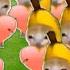 Baby Banana Cat Videos 2 Minutes 16