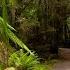 The Most Magical Rainforest Walk Walking Ambience Temperate Rainforest Philosopher Falls