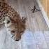 Gerda Almost Done It The Cunning Cheetah Defeated The Man