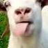 Funny Goat Shortvideo Reels Video