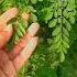 Moringa Tree Miracle Tree Medicine Of 300 Diseases Made By Plant Care With Sahar