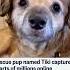 Rescue Pup Named Tiki Captures Hearts Of Millions Online