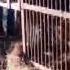 Leopard Captured In Cage At Doda