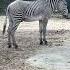 He S A Zebra By Storybots StetsonMaeEggleston39 Zebras