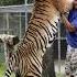 Siberian Tigers Are Huge