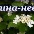 Калина невеста Собанцева Валентина засл арт России