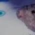 Bear Alpha Sam Is Wating For You Music REMASTERED