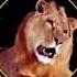 Metro Goldwyn Mayer Pictures Presents MGM Logo History Or Collection