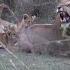 Older Lion Cubs Teach Kids Not To Bite Dad