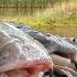 Catfishing At Turtle Creek Reservoir Southern Indiana