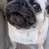 МОПС Складчатый Хрюкающий Комок или Король Дивана мопс Pug собаки приколы
