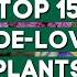 15 Shade Loving Plants That Are Perfect For Your Garden PlantDo Home Garden