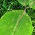 The Growing Tree Time Lapse Animation
