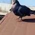 Part 269 Pigeon Birds Animals Pets Rotanafarm Attitude Bird Kabutar Birdspecies Kabootar