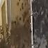 Hundreds Of Birds Fall From The Sky In Mexico Dozens Reported Dead USA TODAY