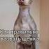 как назвать щенка