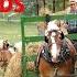 ANTIQUE Horse Drawn HAY MAKING Equipment At Work Big Spring Farm Lancaster County S AMISH LAND