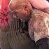 FULL MATCH The Rock Vs Erick Rowan WrestleMania 32