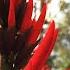 The Secret World Of Herbs In Latin America Episode 4 Epoch Cinema