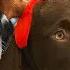 Paw Patrol Real Pups Save Christmas Nick Jr UK