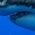 8 Hours Great White Sharks Relaxing Music 4K Great Escapes