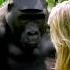 Heart Warming Moment WILD GORILLAS Accept Damian Aspinall S Wife Victoria OFFICIAL VIDEO