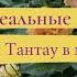 Идеальные розы Розы Тантау в моем саду