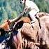 Rare Moment White Monkey Rides On A Giant Wild Yak Video Animals Funny Funnyvideo