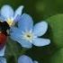 Quincas Moreira Ladybug