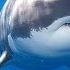 Meet The Animals Great White Shark Wild Animals Stories For Kindergarten