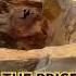 Pentawer The Prince Who Killed His Father Mummy Momia Egyptiangods Egypt