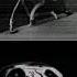 Troll Face Scp Version