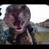 Кот мяукает но рингтон Cat Nokia Apple Samsung Xiaomi Phone Ringtone Funny