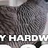 Jay Hardway Bird Song Official Music Video