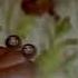 Oobi Theme Song Horror Version