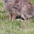 It S Been A While Since I Met A Rabbit In The Wild I This Wildlife Vancouver Canada 3