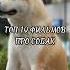 Топ 10 фильмов про собака Shorts фильмыпрособак