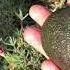 Cea Mai Buna Informatie In A Creste Avocado Acasa The BEST Idea To Grow Avocado At Home