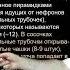 Дубынин В А 100 часов школьной биологии 1 11 Почки выделение