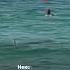 Акула заплыла на пляж в Дубае Animalshorts