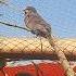 Colorful Sparrow Taking Sun Bath Trending Birds Foryou Shorts