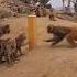 Monkeys Quarrel Louder Than Voice 3