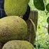 Harvest Agriculture Wild Canarium Jackfruit Taro Go To Market Sell Molasses Making Process