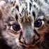 Congratulations You Ve Just Been Booped By A Snow Leopard Cub Cub Snowleopard Cute Kitten