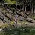 HUGE Trout Small River Near Crowsnest Pass Fly Fishing In Alberta Part 2 Of 2