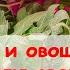 В 50 РАЗ ДЕШЕВЛЕ АМ КОНЦЕНТРАТ СВОИМИ РУКАМИ Аминокислотный витаминный комплекс домашний рецепт