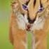 Прикол WildCraft В лифте