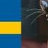 Lady And The Tramp Siamese Cat Song Swedish Svenska