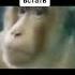 этот мир уже давно прогнил Memes Tiktok
