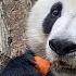 小馨吃着吃着又卡住了 What Is XiaoXin Listening While Eating Carrot And Pumpkin Panda Eating Show